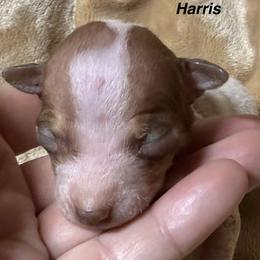 Harris - White and chocolate male American Hairless Terrier puppy in Buckingham, Illinois from Gaus Hof