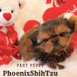 Shih Tzu Puppies from Phoenix Shih Tzu