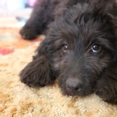 Mr Lime - Double Doodle puppy in Kanarraville, Utah from Mary's Crazy Double Doodle Doggies