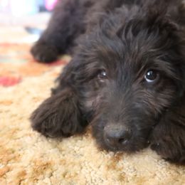 Mr Lime - Double Doodle puppy in Kanarraville, Utah from Mary's Crazy Double Doodle Doggies