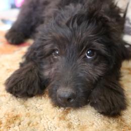 Mr Lime - Double Doodle puppy in Kanarraville, Utah from Mary's Crazy Double Doodle Doggies