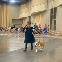 Pembroke Welsh Corgi All Grown Up from BellamyHills Corgis