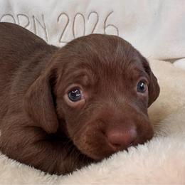 Brownie - Chocolate and tan female Dachshund puppy in Wallingford, Kentucky from Hensley Homestead Dachshunds