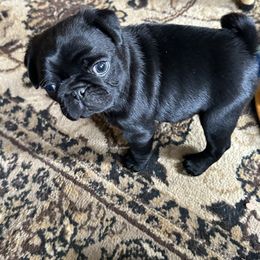 Pug Puppies from PNW Pugs