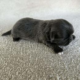 Blue boy - Blue male Shih Tzu puppy in Newark, Ohio from Gemini Kennels
