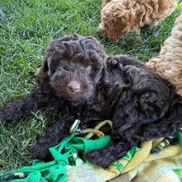 Oscar - Chocolate male Labradoodle puppy in Lancaster, California from Mini Doodles