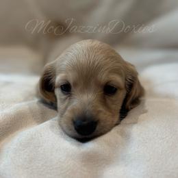Boy 5 - Cream male Dachshund puppy in Chehalis, Washington from McJazzin Doxies