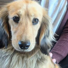 BILBO - Dachshund