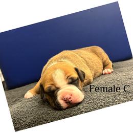 Female C - Red female American Pit Bull Terrier puppy in Pensacola, Florida from Alpha Alliance Kennels
