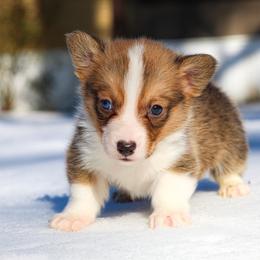 O'Malley - 1500 - male Pembroke Welsh Corgi puppy in Star City, Arkansas from T4 Farms