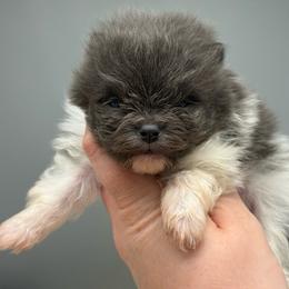 Mudbud - Blue parti male Pomeranian puppy in Newark, Ohio from Keeperofstars Pomeranians