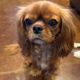 Dolly - Cavalier King Charles Spaniel