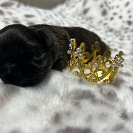 Black boy 2 - Black male Shih Tzu puppy in Sherman, Texas from Shannon’s Sugar Sweet Shih Tzu’s