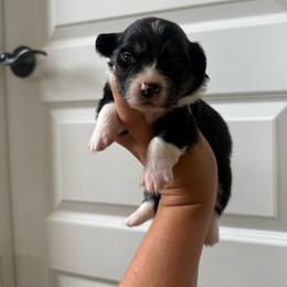 Crayon - Black and tan male Pembroke Welsh Corgi puppy in Red Bluff, California from Wilder Ranch Corgis