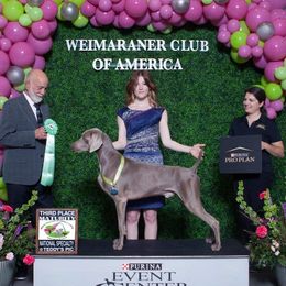 Kastiel - Weimaraner