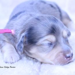 Giselle - Dapple female Dachshund puppy in Murray, Kentucky from Shadow Ridge Farms