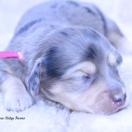 Giselle - Dapple female Dachshund puppy in Murray, Kentucky from Shadow Ridge Farms
