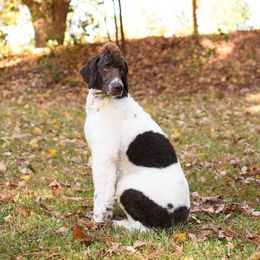 Malachi - Poodle