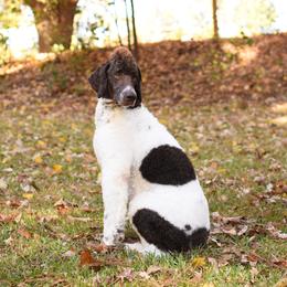 Malachi - Poodle