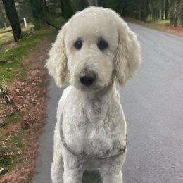 Winnie - Poodle
