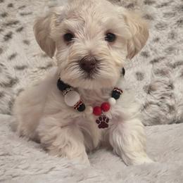 Red Collar Female - White female Miniature Schnauzer puppy in Sacramento, California from Hardcastle Family Schnauzer’s