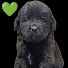 Female 2 Dark Green Collar - Black female Newfoundland puppy in Burfordville, Missouri from Umfleet Farms