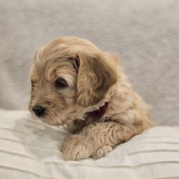 Goldendoodle Puppies from Pemberley Puppies