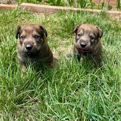 Berger Picard Puppies from Zia Picards Kennel