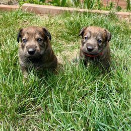 Berger Picard Puppies from Zia Picards Kennel