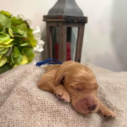 Blue- Boy - Apricot male Goldendoodle puppy in Thomasville, Georgia from South Georgia Golden Doodle Ranch LLC