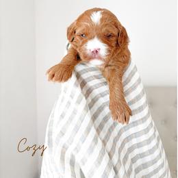 Cozy - Red  male Goldendoodle puppy in Vancouver, Washington from Pnwfamilydoodles