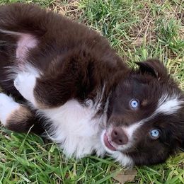Australian Shepherds from PC Homestead
