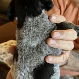 German Shorthaired Pointer Puppies from Wagoner GSP's
