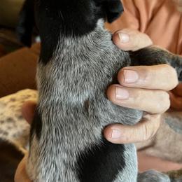 German Shorthaired Pointer Puppies from Wagoner GSP's