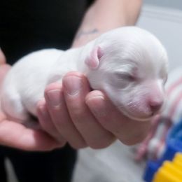 Roman - White male Maltese puppy in Belleville, Michigan from Michigan Maltese Puppies