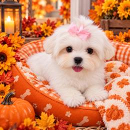 Penelope - White female Maltese puppy in Mercer, Pennsylvania from Stone Ridge Maltese