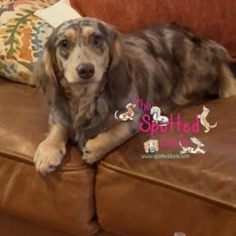 Oscar - Dachshund