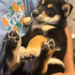 Teddy - Black and tan male Shiba Inu puppy in Elizabeth, New Jersey from Shiba Inu Loving Care