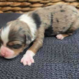 Audrey Hepburn - Blue merle female Miniature Australian Shepherd puppy in Paris, Texas from Blue Envy Mini Aussies
