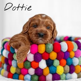Australian Labradoodle Puppies from Swinging Gate Labradoodles
