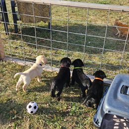 Labrador Retriever Puppies from Majestic Forrest Labradors