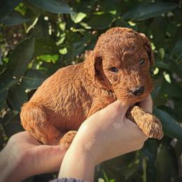 Blue Collar Girl - Red  female Poodle puppy in Modesto, California from Dry Creek Poodles