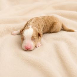 Beau - Yellow and white male Bernedoodle puppy in Temecula, California from Country Hills Doodles