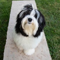 Lowchen Puppies from Dragonne Lowchen