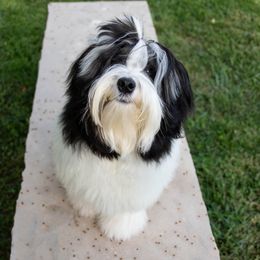 Lowchen Puppies from Dragonne Lowchen