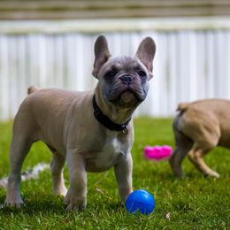 Boy 3 - French Bulldog puppy in South Carolina from Kathy's Frenchies