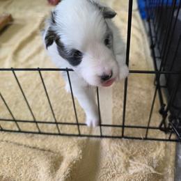 Jewel - Blue merle and white female Shetland Sheepdog puppy in Lake Cumberland Area, Kentucky from Whitehaven Farm Shelties