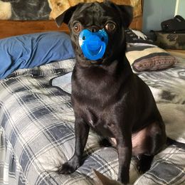 Pug Puppies from Hatfield Pugs
