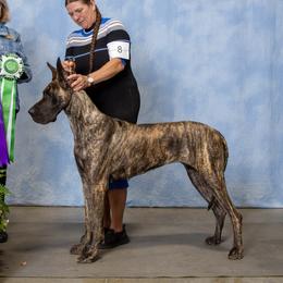 Rain - Great Dane