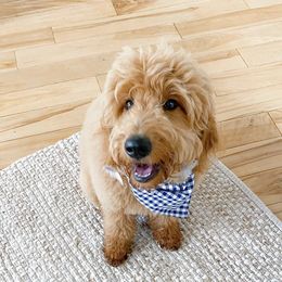 Goldendoodle Puppies from Hobble Creek Farms